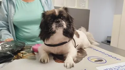 SAMVET Sylwia Szymańska Przychodnia Weterynaryjna